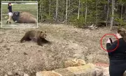 Yellowstone's Grizzly Bears Make Remarkable Recovery: Population Soars in Wyoming, Montana and Idaho