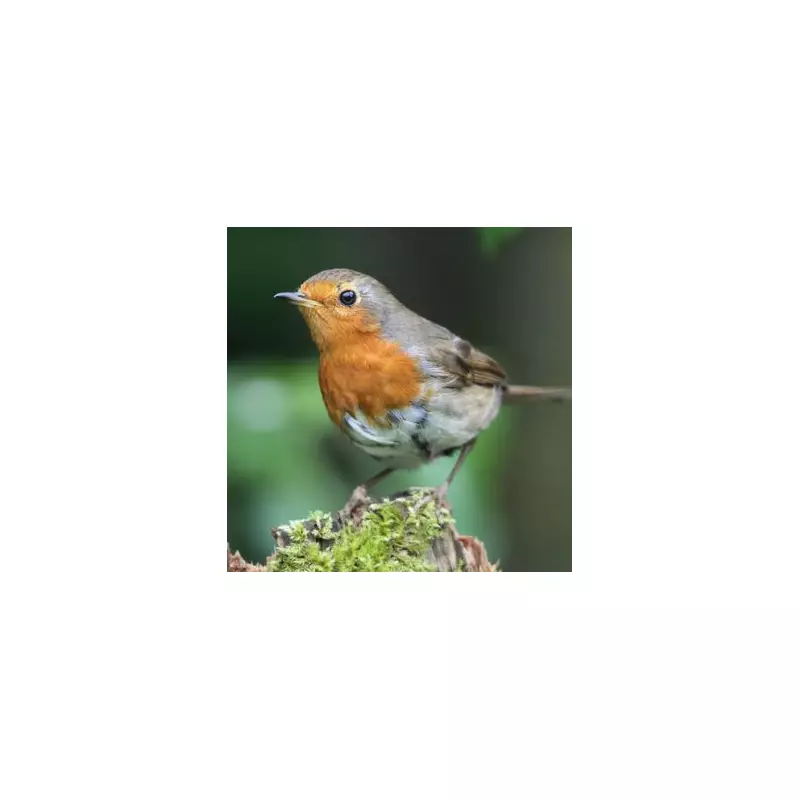 10-Minute November Task to Keep Robins Returning to Your Garden