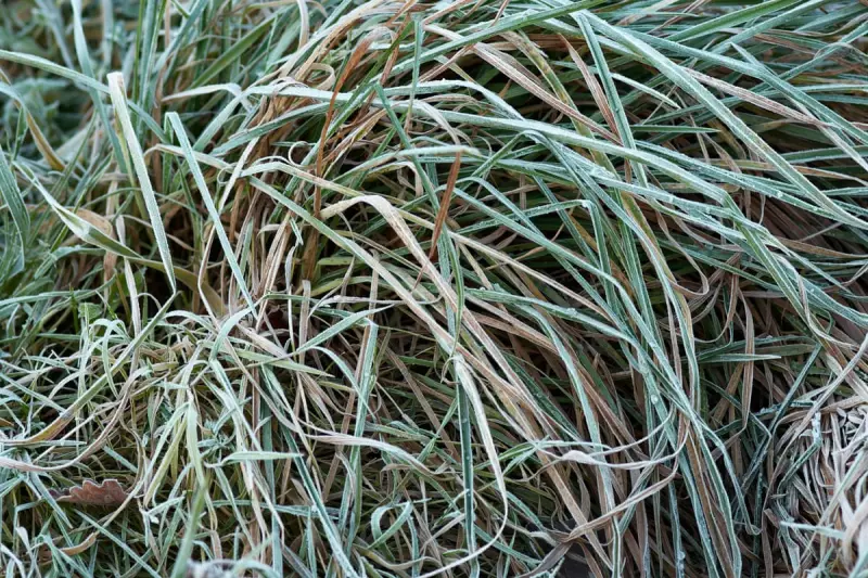 1905 Winter Diary: Frosty Mornings and Vanishing Swallows