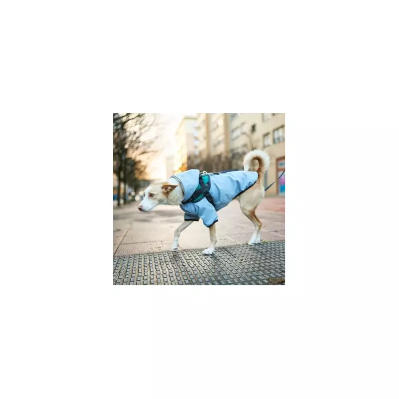 3 Essential Winter Tips for UK Dog Owners from PDSA Vets