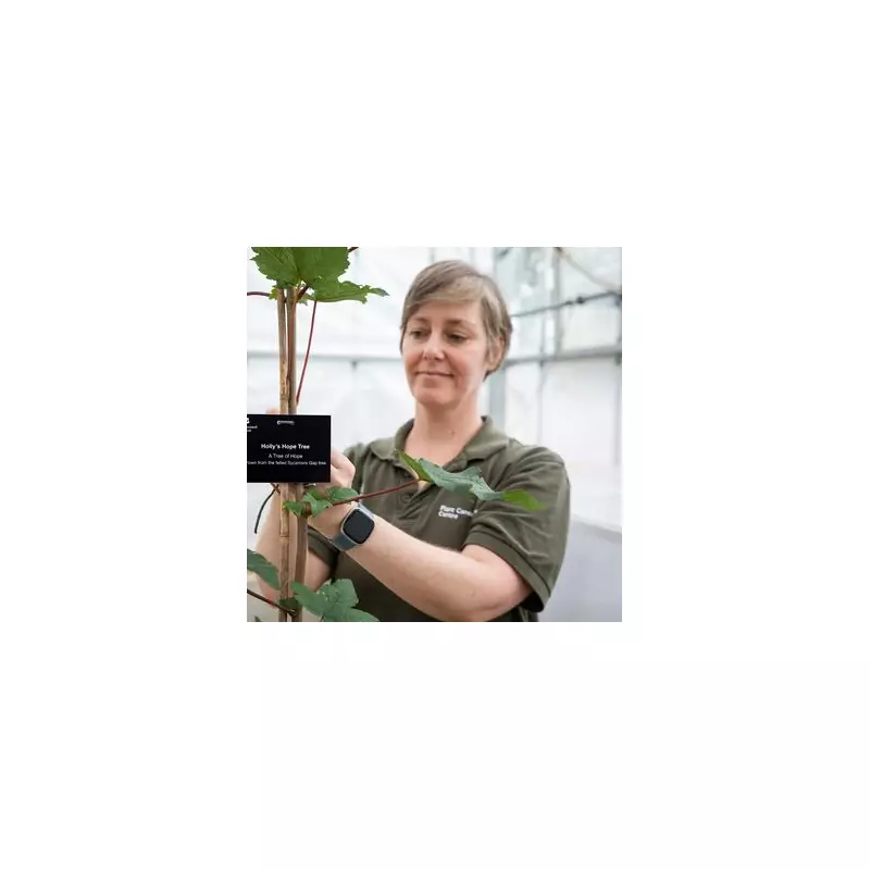 49 Sycamore Gap Saplings Sprout Hope After Iconic Tree Felled