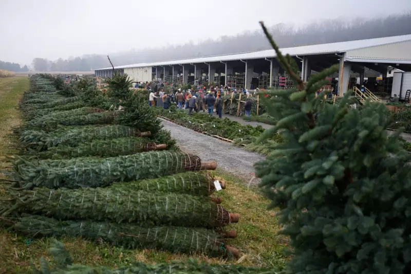 50,000 Christmas Trees Auctioned in Pennsylvania as Festive Trade Booms