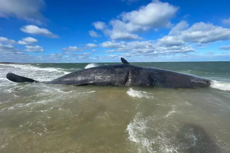 50ft Sperm Whale Stranded on Nantucket Beach Poses Removal Challenge