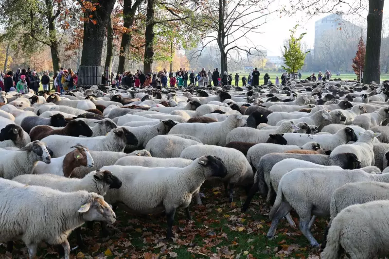 600 Sheep Parade Through Nuremberg in Annual Winter Migration