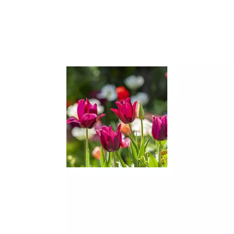 7 Spring Flowers to Plant Now for a Stunning UK Garden Display