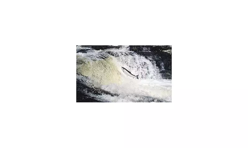 75,000 Farmed Salmon Escape in Scottish Storm: Threat to Wild Species