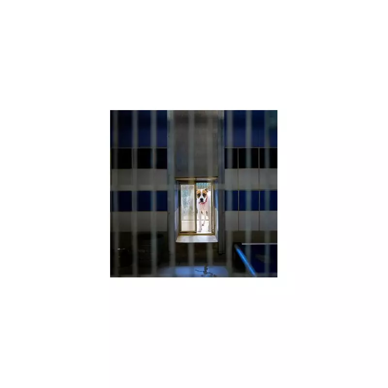 Abandoned Dog Waits 300 Days for a Home Before Viral Miracle