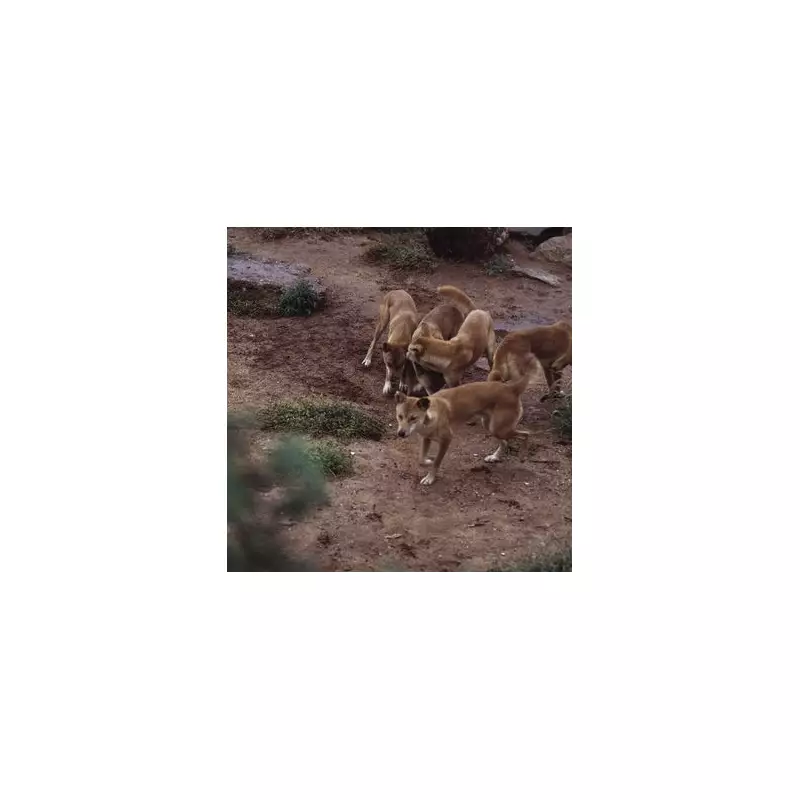 Actor's Tragic Death from Rabies After Puppy Licked His Wound