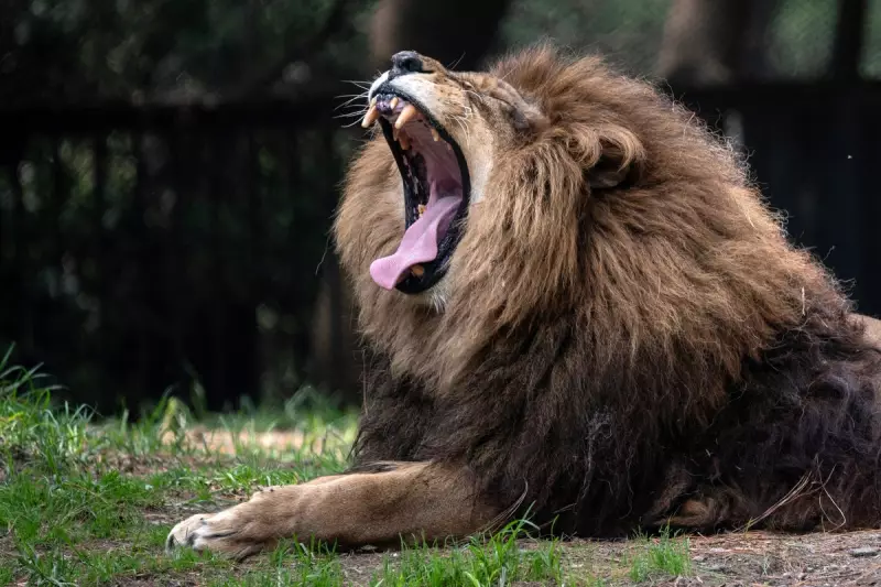 AI Discovers New Type of Lion Roar, Transforming Conservation