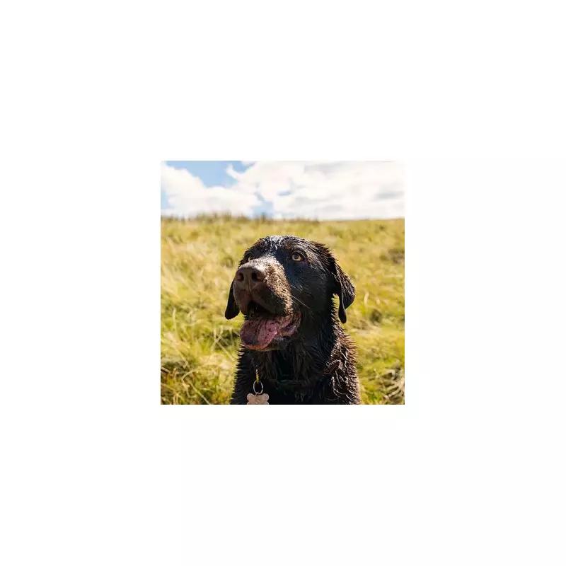 Alabama Rot UK: Vet Warns of Deadly Dog Disease with 90% Fatality Rate