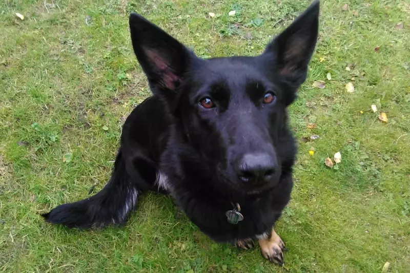 Amazon Driver Runs Over Dog, Leaving Family with £1,200 Vet Bill