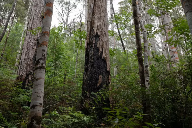 Australia Passes Landmark Environmental Reforms to Protect Forests and Biodiversity