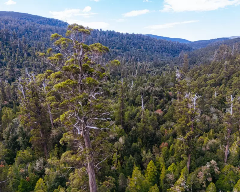 Australia's Forest 'Sleight of Hand' Exposed: New Growth Fails to Replace Old Trees