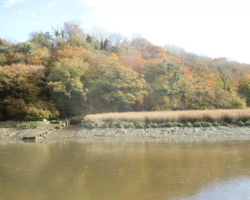Autumn's Golden Glow: A Mild November in Cornwall's Tamar Valley