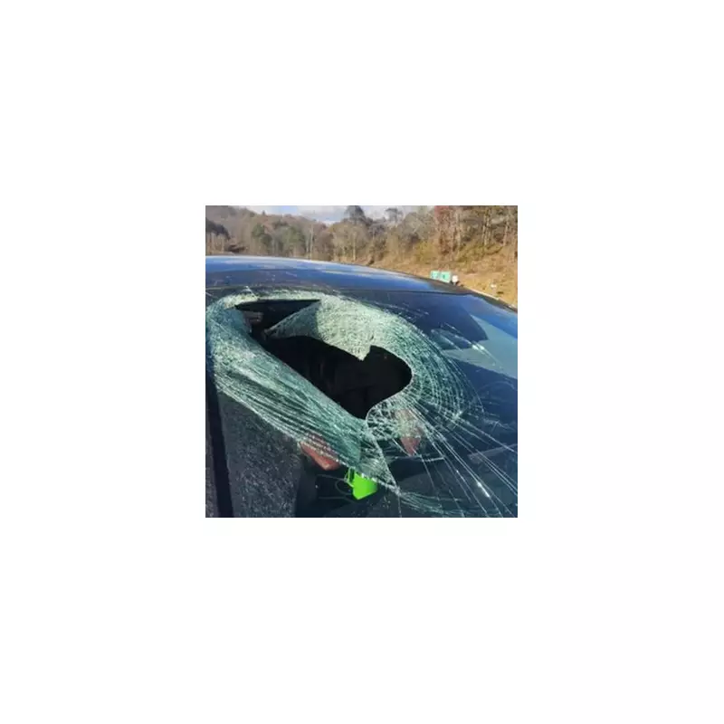 Bald Eagle Drops Cat Through Car Windscreen on US Highway