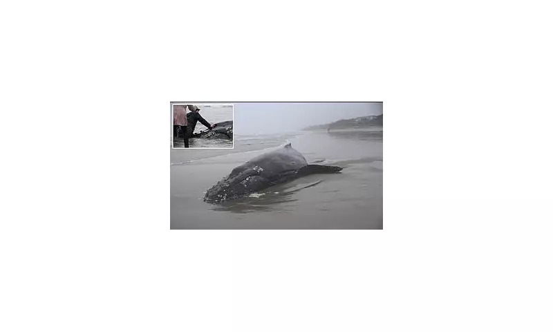 Beached Baby Whale Euthanised in Oregon Sparks Public Outcry