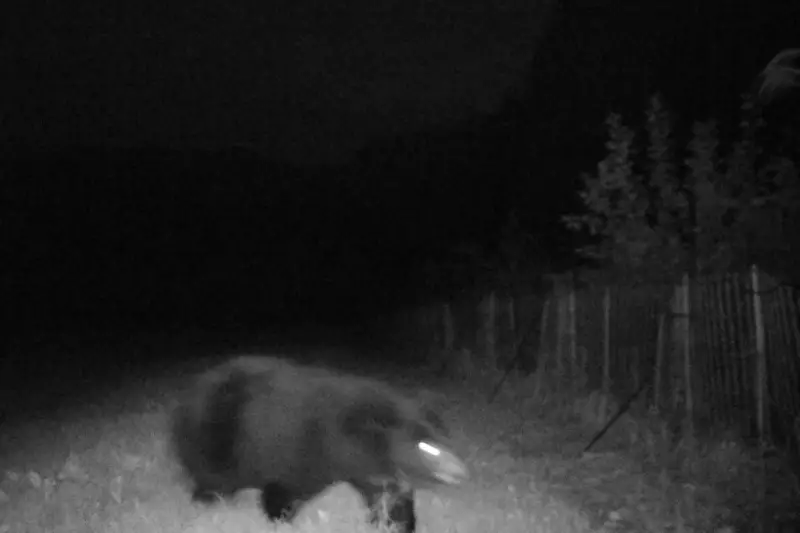 Bear Attack in Japan: Man Mauled in Public Toilet Incident