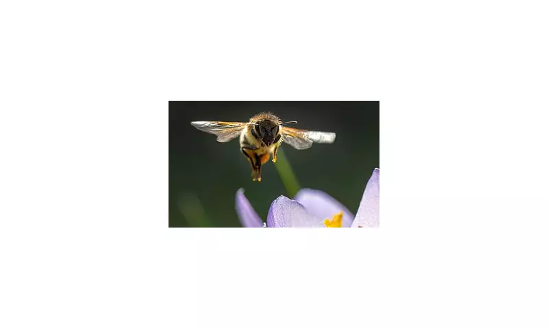 Bee Venom: The Natural Anti-Aging Breakthrough Backed by Science