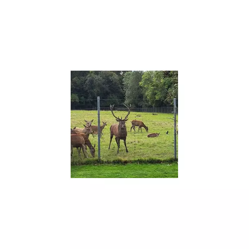 Beloved Stag Beheaded in Co Dublin Park: Public Outrage Over 'Callous Killing'