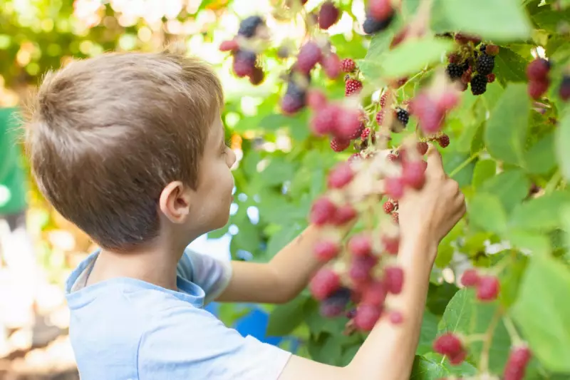 Berry Pesticide Alert: What UK Families Need to Know About Dimethoate