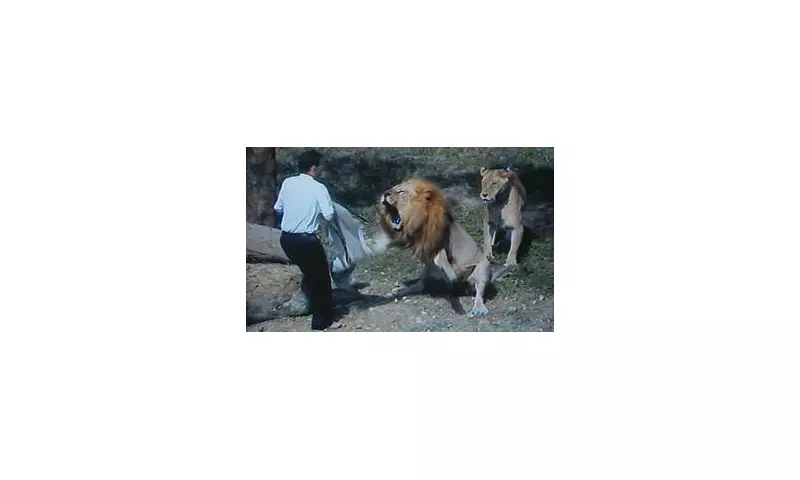 Biblical Reenactment Turns Deadly: Man Mauled After Entering Lion Enclosure in Bizarre Conversion Attempt