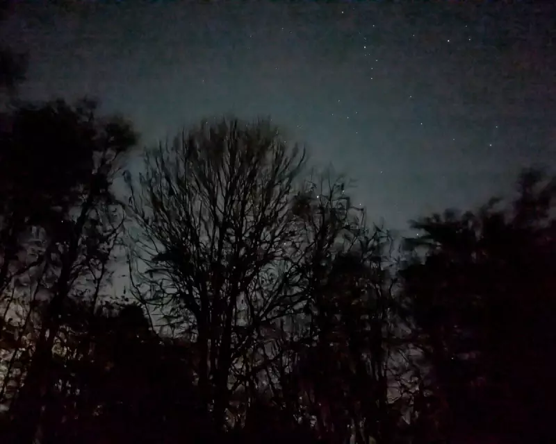 Black Friday Bargain: Finding Solace in Hertfordshire's Night Woods