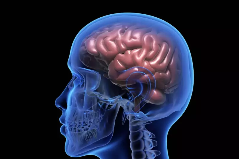 Brain Atlas Breakthrough: Scientists Create Most Detailed Map Ever of Human and Mouse Brains