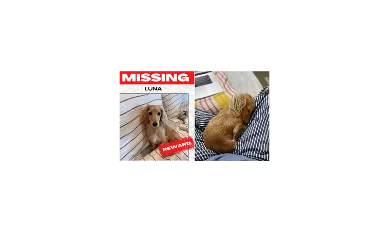 Brisbane Woman's £4,000 Search for Missing Dachshund Luna