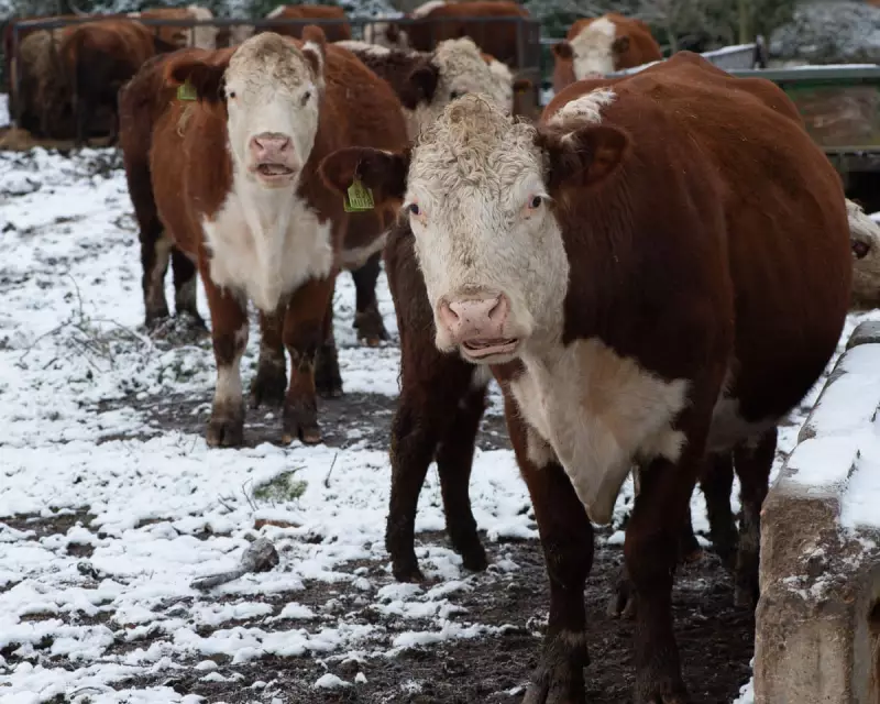 Cambridgeshire 'Forest City' Plan Threatens Vital Farmland, Experts Warn