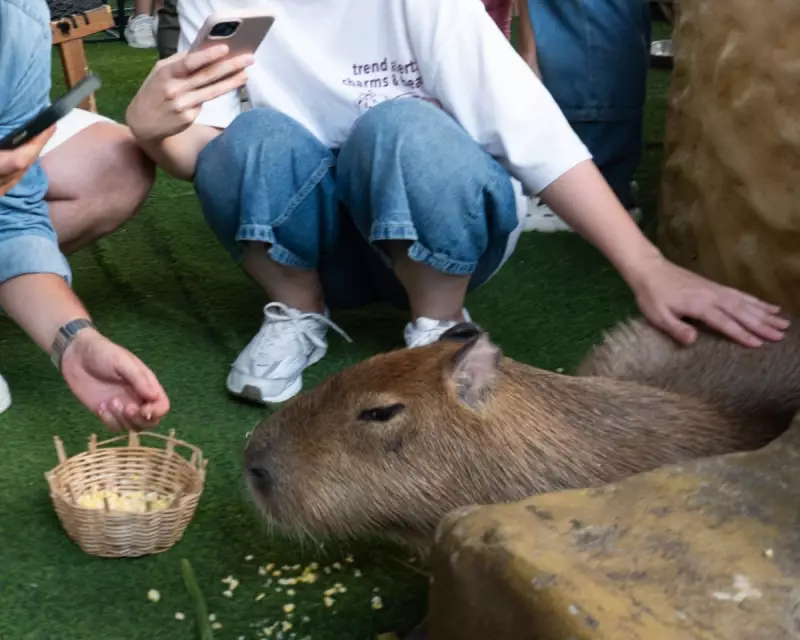 Capybara Cafe Boom in Asia Fuels Illegal Wildlife Trade Concerns