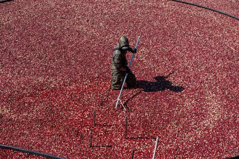 Cranberries: The Thanksgiving Superfood Fighting Heart Disease & Cancer