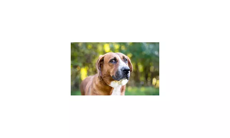 Dogs Can Be Autistic Too: Scientists Reveal Canine Neurodiversity