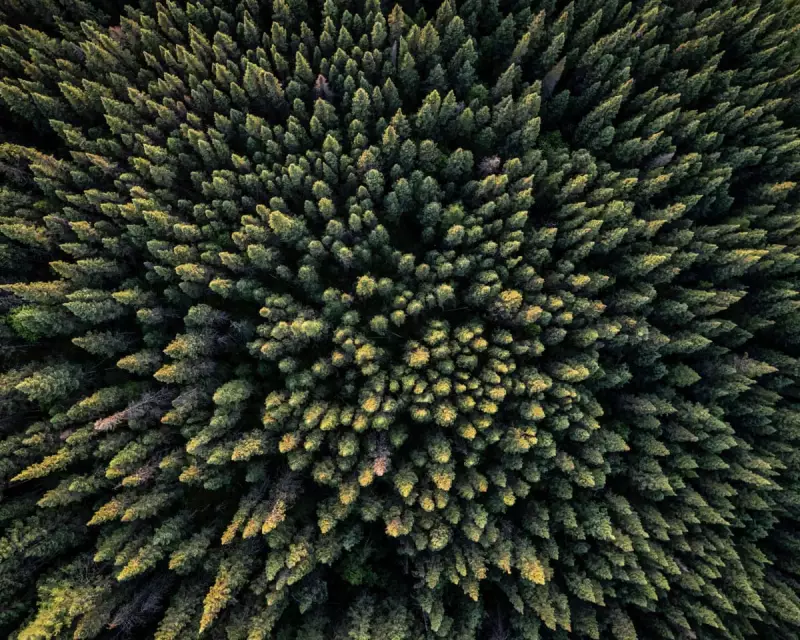 Drax Burns Ancient Canadian Trees Despite Green Energy Claims