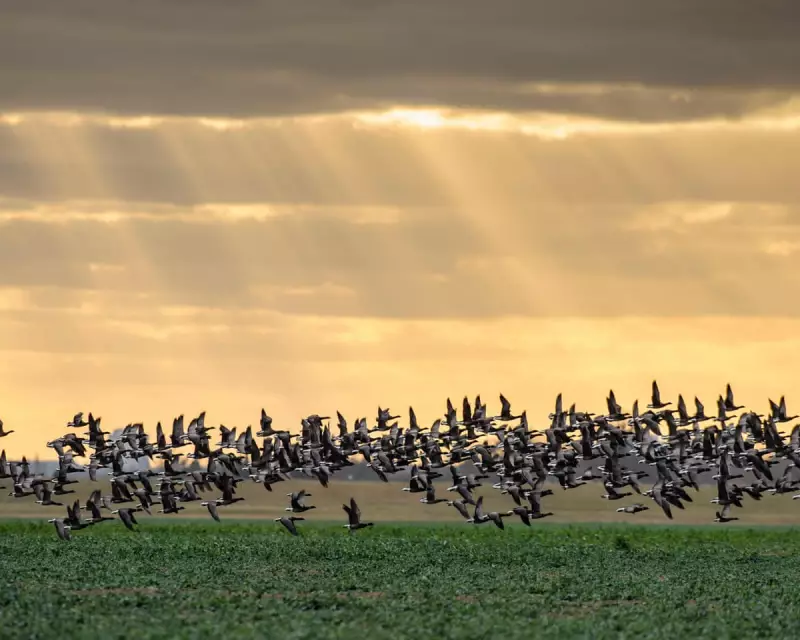 Elizabeth Line Soil Creates Essex Bird Haven: 39,000 Birds Now Overwinter