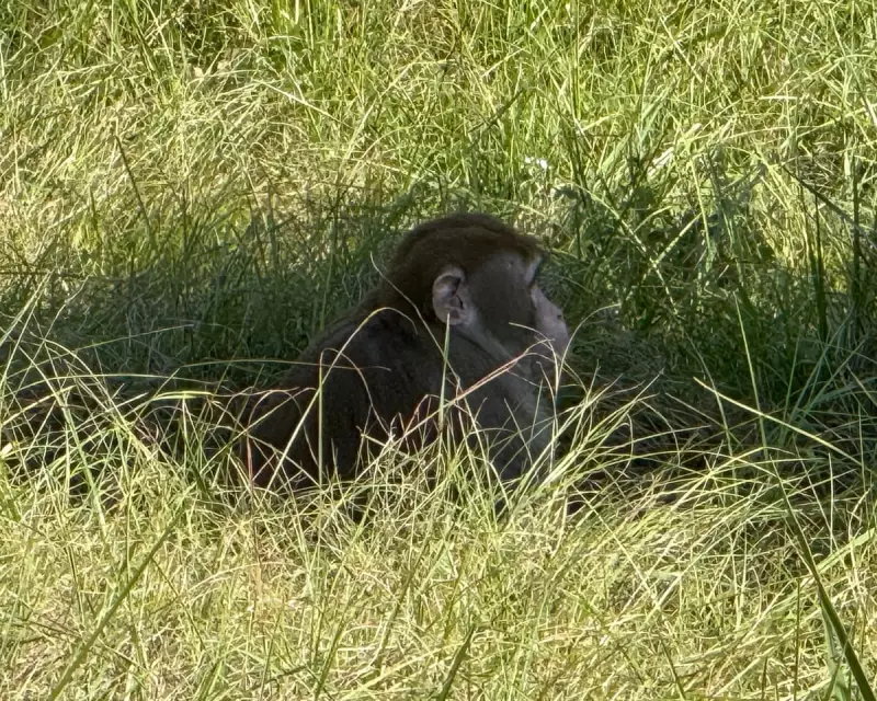 Escaped Monkey Shot Dead in Mississippi After Terrifying Zoo Breakout
