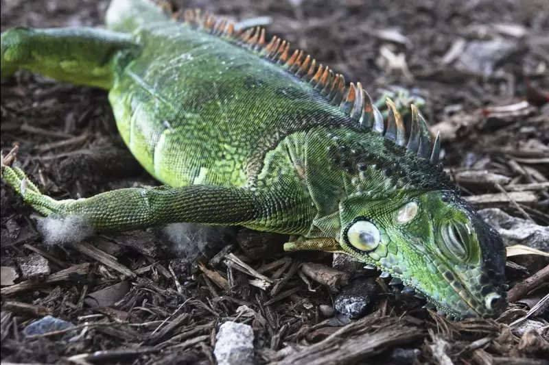 Falling Iguanas Warning in Florida as Arctic Blast Hits US