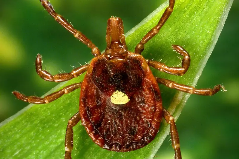 First Death from Tick-Borne Meat Allergy Reported in US