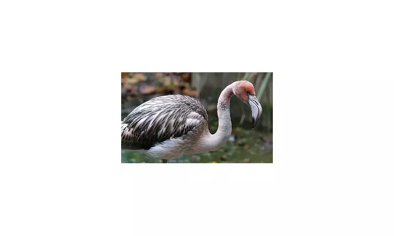 Flamingo on the Run: Desperate Hunt for Frankie as He Flees Cornish Wildlife Sanctuary