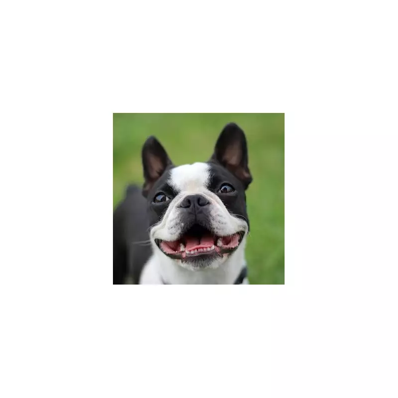 Foster Dog's Hilarious Hatred For Creed Band Goes Viral