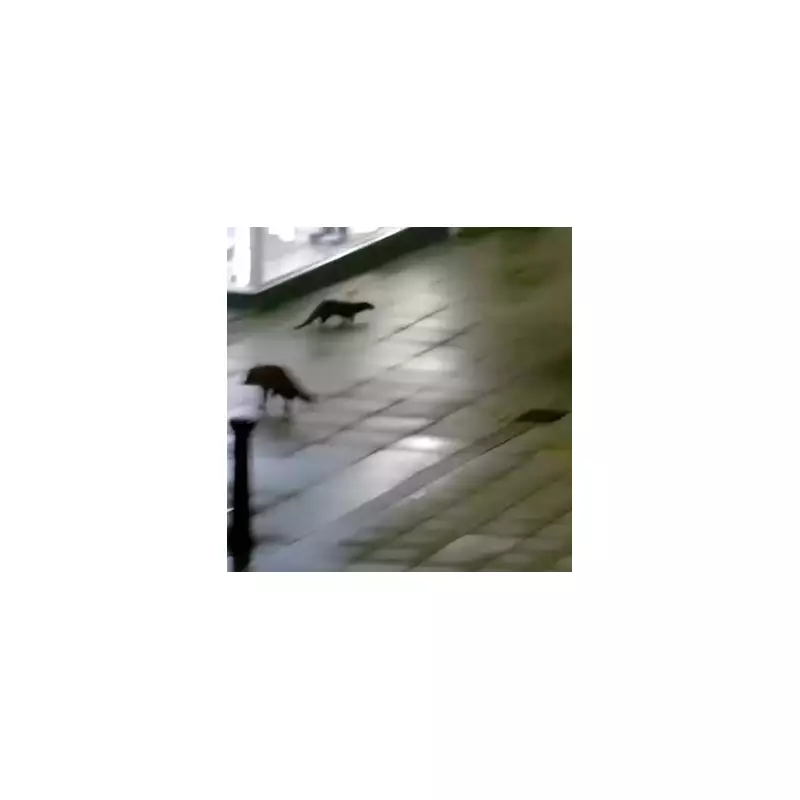 Fox and Otter Caught on CCTV in Magical Lincoln Encounter