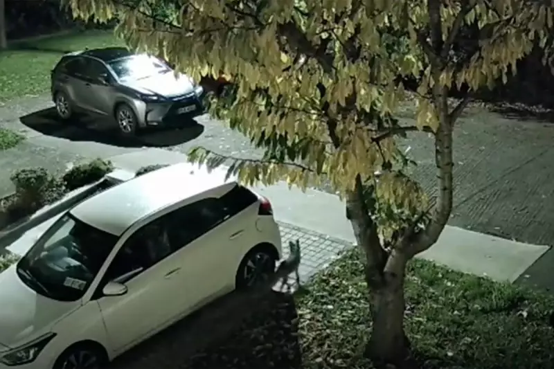 Foxes Target 40 Cars in Dublin, Causing Thousands in Damage