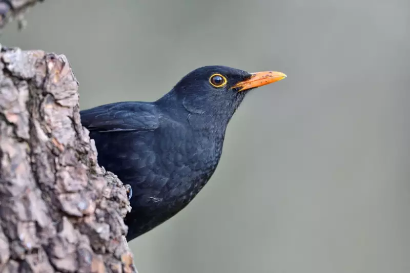 France's Bird Recovery: 2-3% Rise After Neonicotinoid Pesticide Ban
