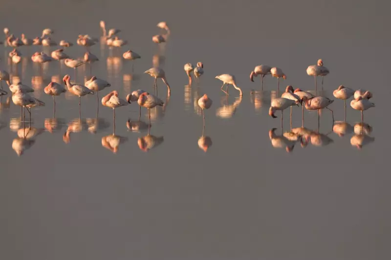 Frankie the Flamingo's Great Escape: Whipsnade Zoo's Fugitive Bird Sparks Nationwide Search