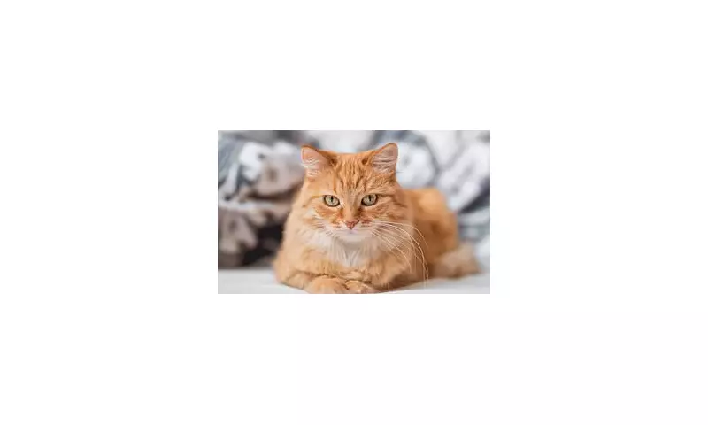 French Feline Fiasco: UK Expat Fined £1,100 as Cat's Garden Trespass Sparks Legal Battle