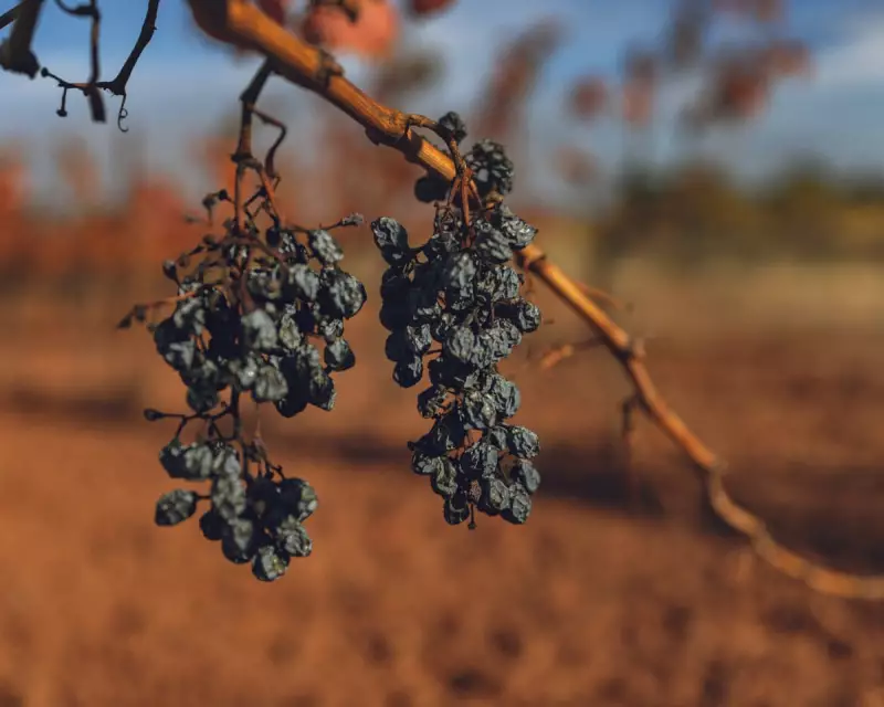 French Winemakers Battle for Survival as Crisis Talks Loom