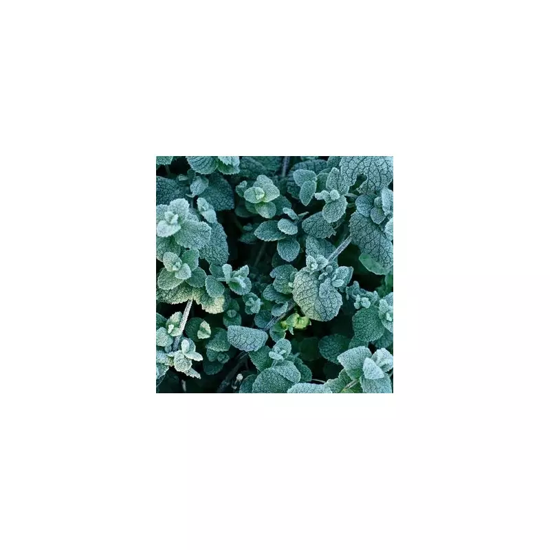 Frost-Proof Your Garden: 7 Essential Tips to Protect Plants During UK Cold Snaps