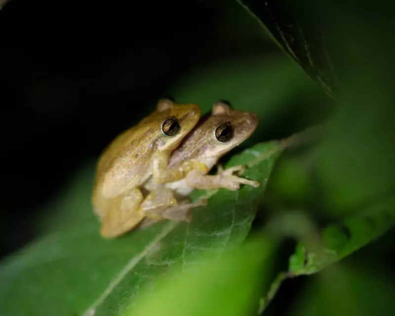Galapagos Under Siege: Hundreds of Thousands of Invasive Frogs Threaten Pristine Ecosystem