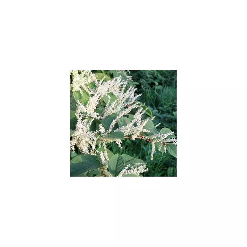 Garden Nightmares: 4 Invasive Plants That Could Destroy Your Property Value