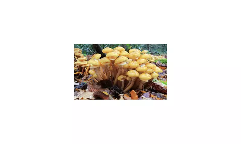 Gardeners Beware: The Golden Honey Fungus Spreading Rapidly Across British Gardens