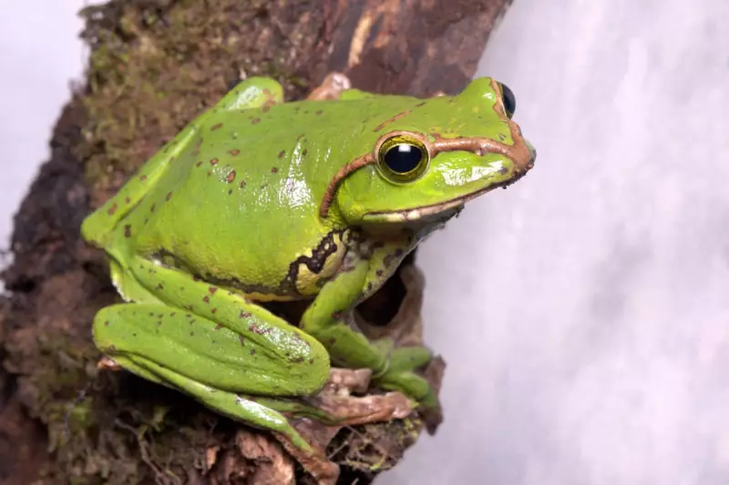 Gen Z's Bizarre Office Trend: The 'Frog' Pose Taking Workplaces By Storm